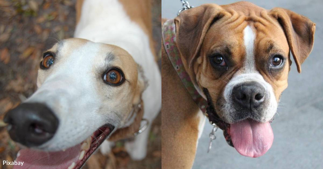 10 Breeds for First-Time Dog Owners