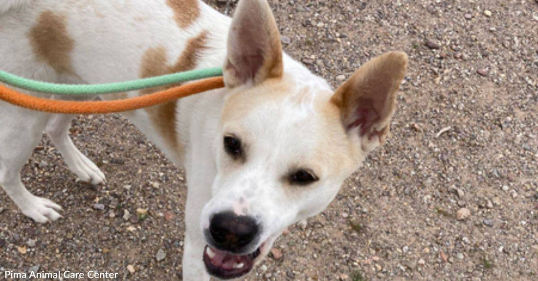 Pauly Wants a Biscuit & a Forever Home, Not a Cracker & a Shoulder to Perch On