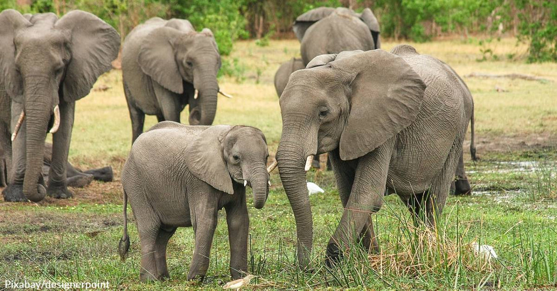 Air Shepherd: Using Drones to Protect Elephants & Rhinos in Africa