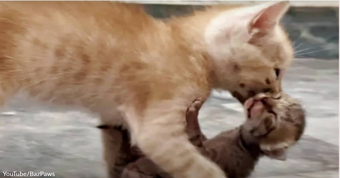 Ginger Kitten Refuses to Leave Another Kitten Behind and Helps Save His Life