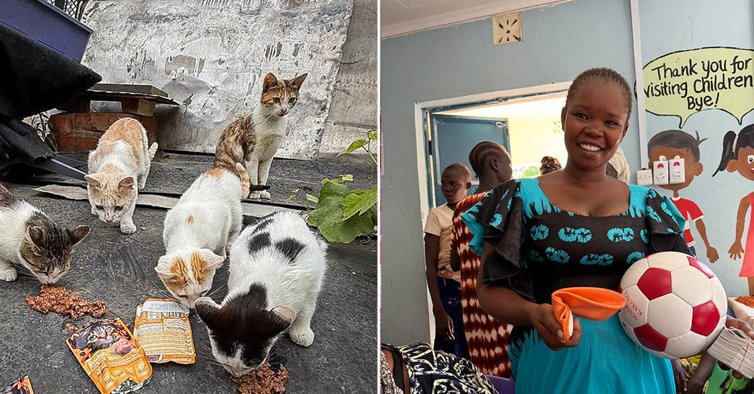 cats eating on the street and woman holding soccer ball in classroom