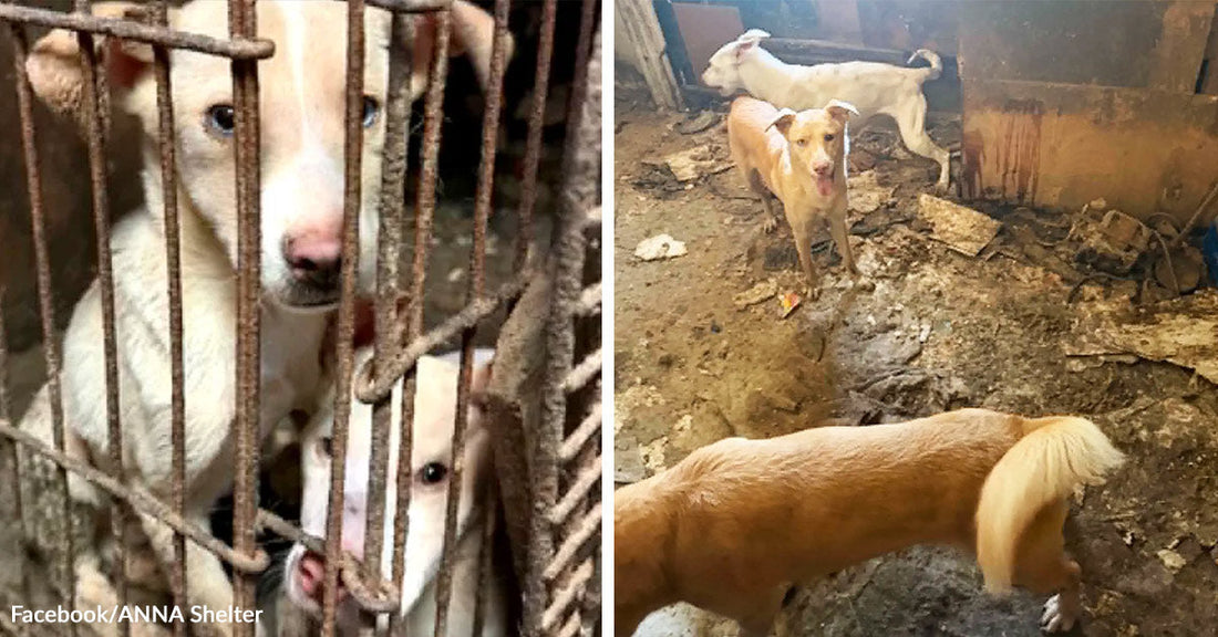 Split image showing dogs confined in a rusty cage on the left and several dogs standing in a filthy, debris-strewn room on the right.