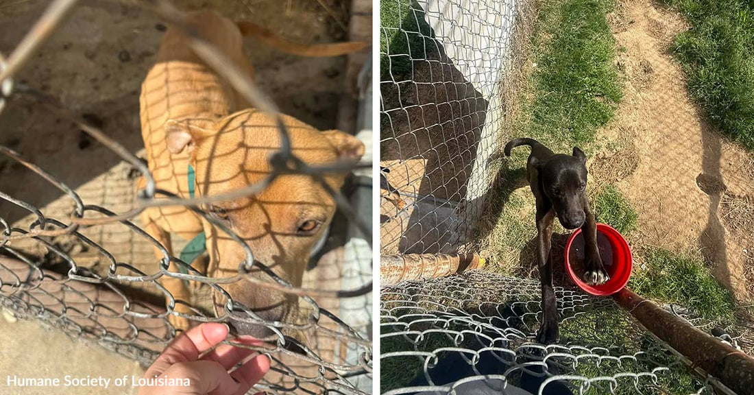 Group of dogs crowded closely together behind a wire fence, their faces pressed toward the camera.