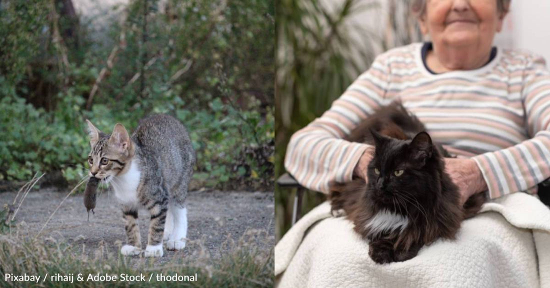Jobs for Cats: Nine Positions That Our Feline Friends Have Held