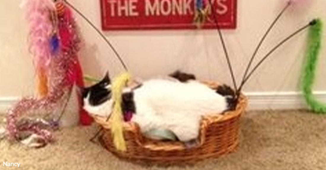 A black-and-white cat lies curled in a shallow wicker basket surrounded by colorful feather toys.