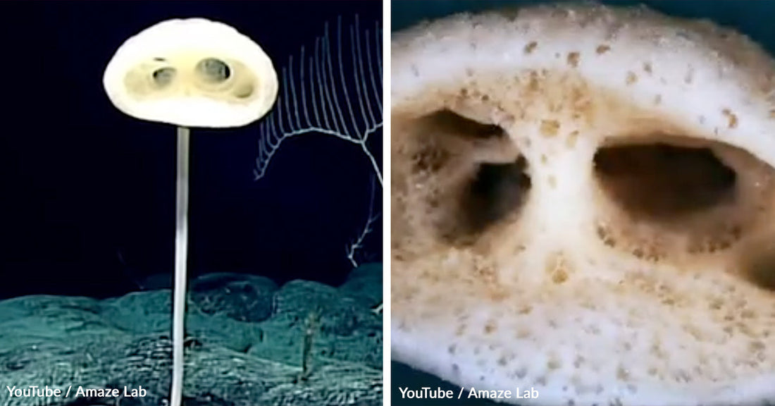 The deep-sea sponge stands upright on a long stem as a robotic sampling arm approaches it in the dark, rocky depths.