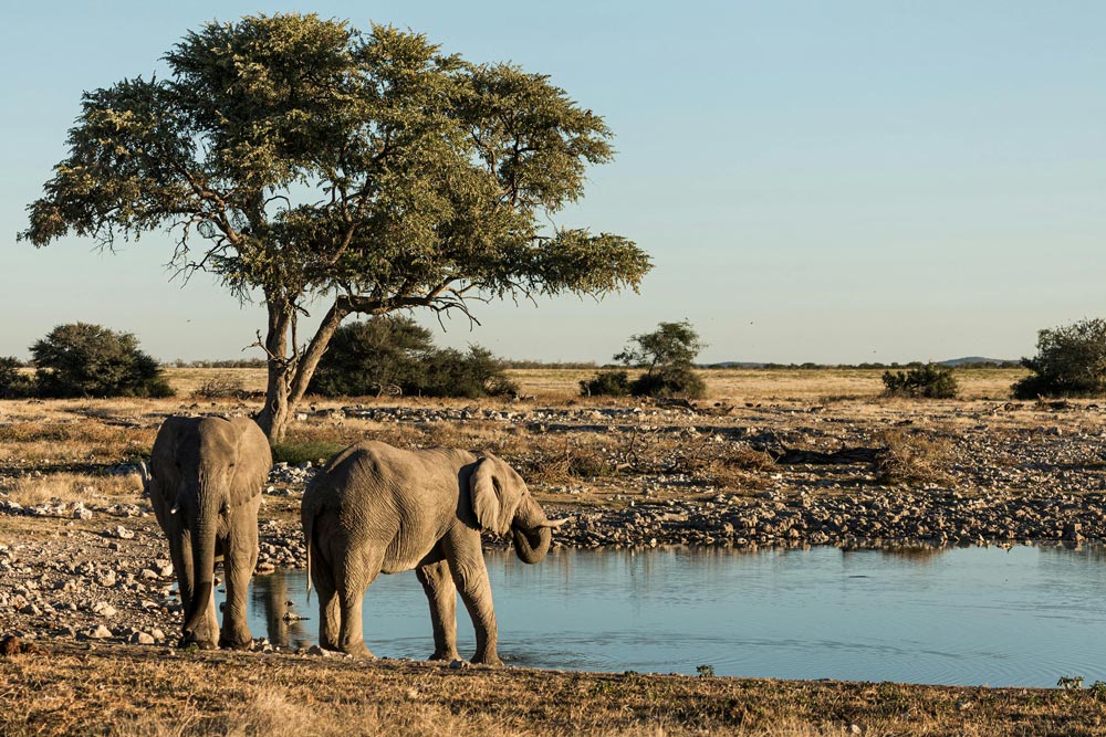 Namibia's Plan to Slaughter 700 Wild Animals Sparks Outrage Amid Drought Crisis