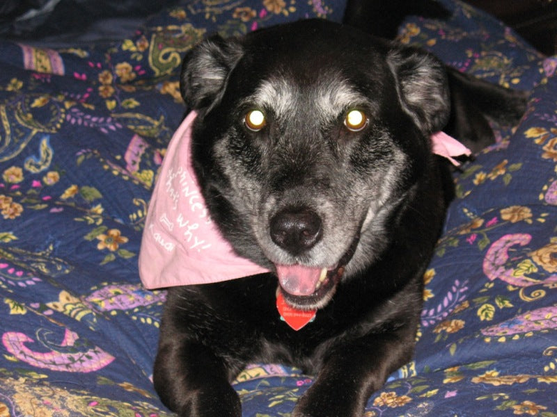 Sick Dog Given Away As ‘Free’ Fights For Life And Finds Real Love