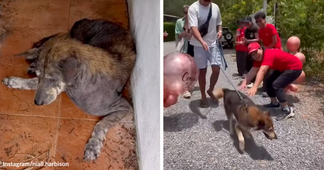 Weak, matted rescue dog curled in a dirty corner, beside a second image showing the dog being welcomed outdoors by smiling rescuers with balloons.