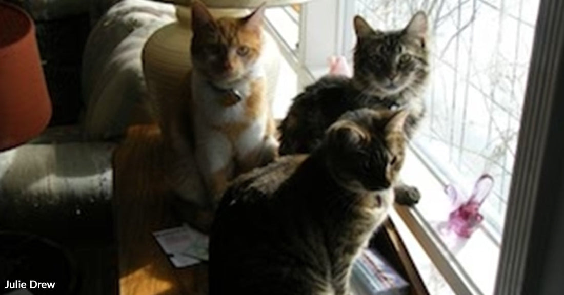 Three cats sit closely together on a window ledge, looking outside as sunlight streams in, with bare tree branches visible beyond the glass.