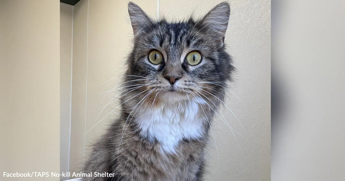 Fluffy gray tabby cat with a white chest staring at the camera against a plain indoor background.