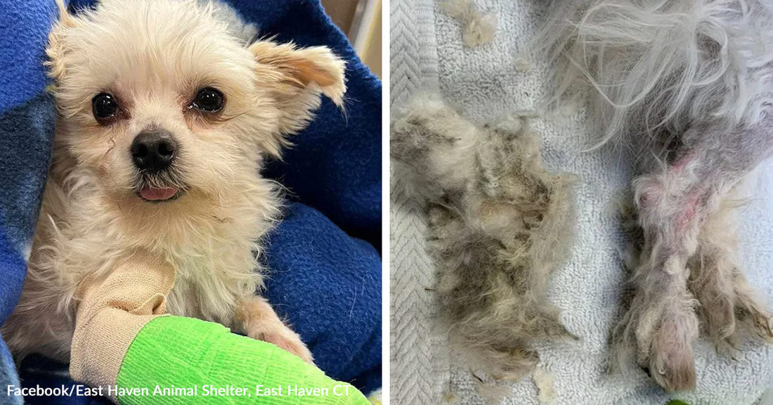 Tiny cream-colored dog wrapped in a blue blanket, looking toward the camera with its tongue slightly out. Clumps of dirty matted fur beside a small dog’s shaved hind leg on a towel.