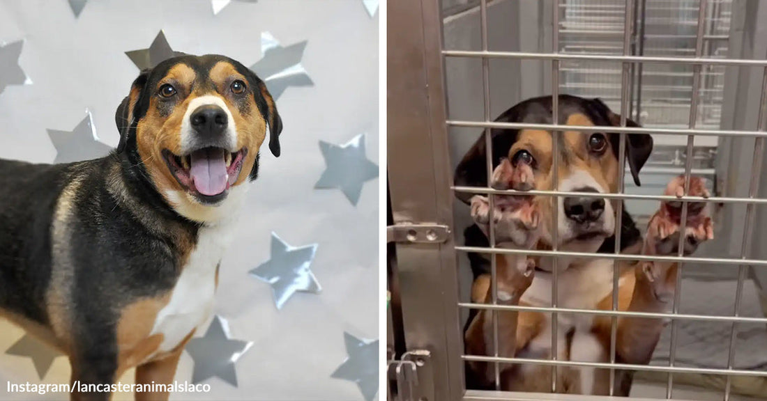 Smiling tricolor shelter dog posed in front of a star backdrop beside a matching image of the same dog behind kennel bars with paws against the gate.