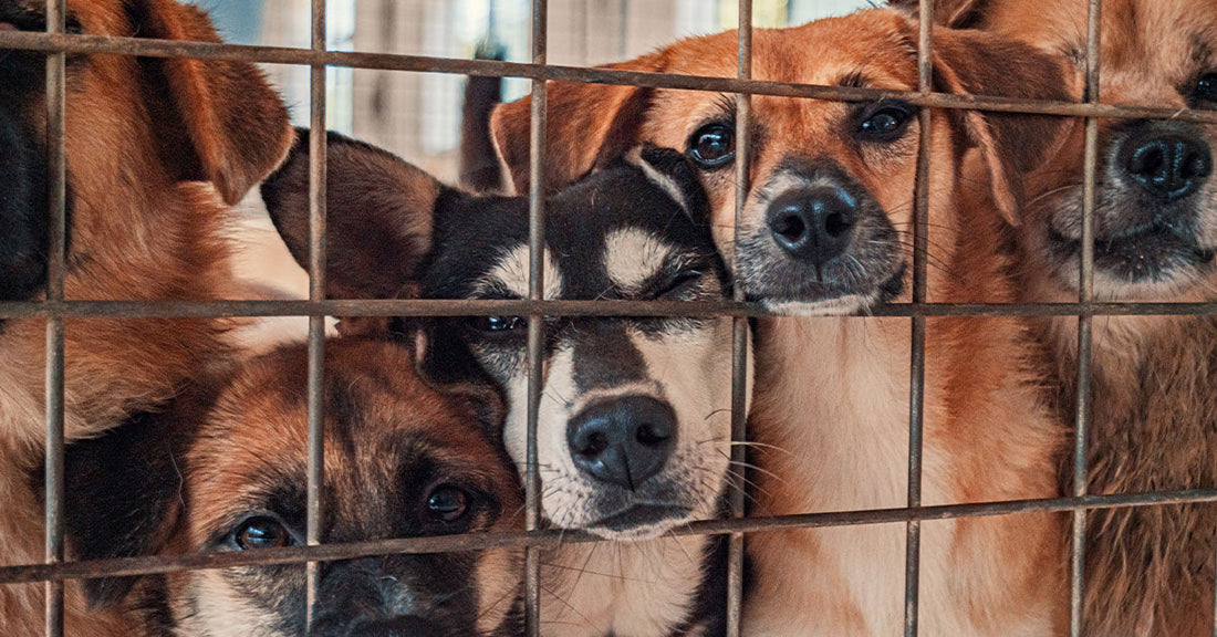 Close-up of several dogs pressed together behind rusty wire fencing, their faces crowded against the bars.