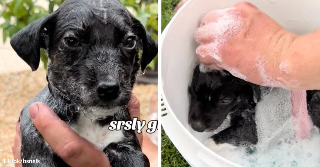 Wet black puppy being held up in someone’s hands outdoors. Small black puppy sitting in a basin of soapy water while a person gives it a bath.
