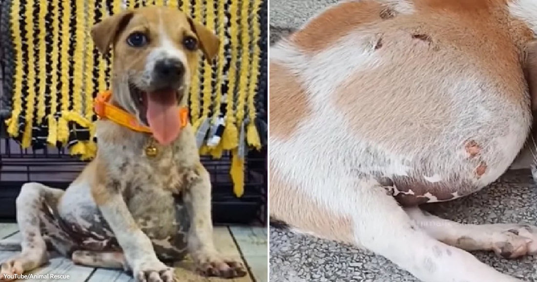 On the left, a playful puppy with an orange collar sits on a wooden floor, tongue out, in front of a colorful fringe backdrop; on the right, a tired dog.