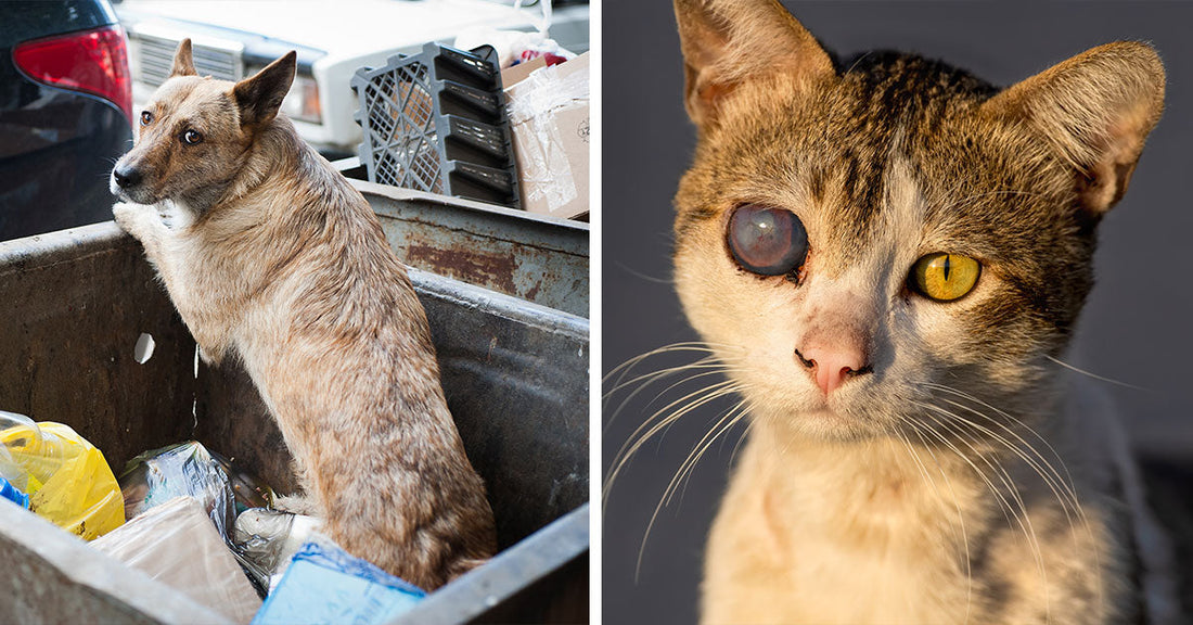 Left: Dog standing in a dumpster among trash looking back; Right: Close-up of a cat with one cloudy eye and one yellow eye.