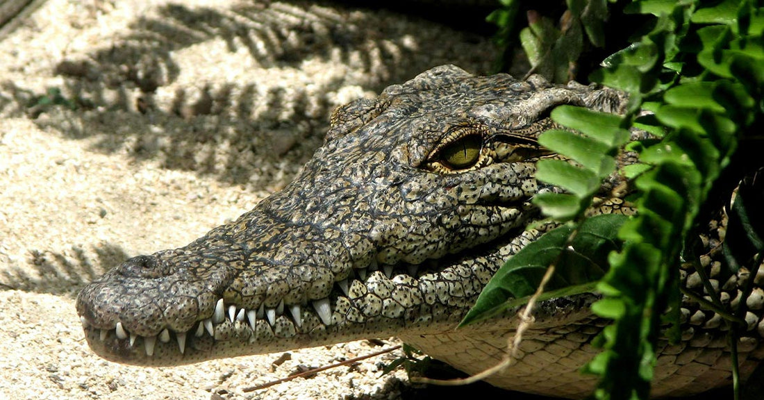Massive Alligator Startles Florida Woman by Knocking at Her Front Door