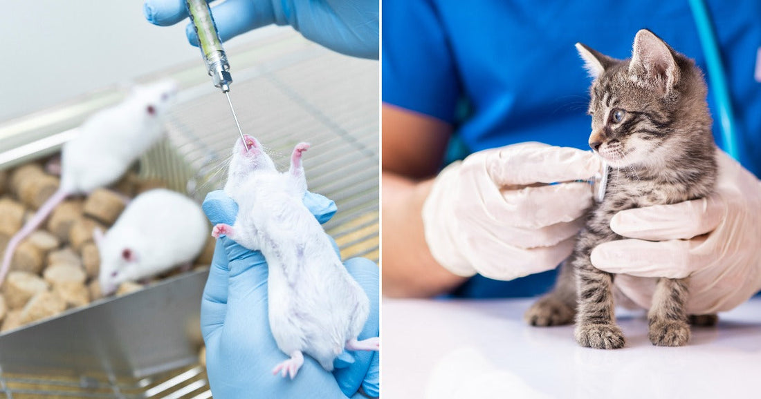 On the left, a gloved researcher injects a white lab mouse held upright in a laboratory setting; on the right, a gloved veterinary worker examines a small tabby kitten with.
