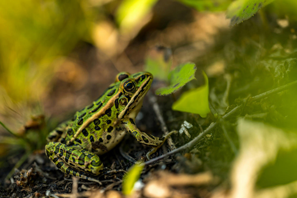 Rare Staten Island Frog Teeters on the Edge of Extinction