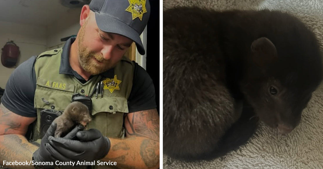 Left: Animal control officer holding a small rescued baby animal; Right: Close-up of a small dark-furred baby animal resting on a towel.