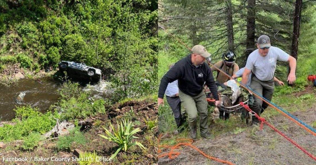 Dog Travels Four Miles to Alert Family After Owner Gets Into Serious Car Accident