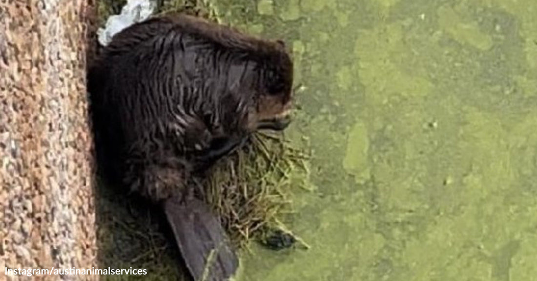 A beaver rests near the edge of murky green water, its wet fur visible beside algae-covered surfaces.
