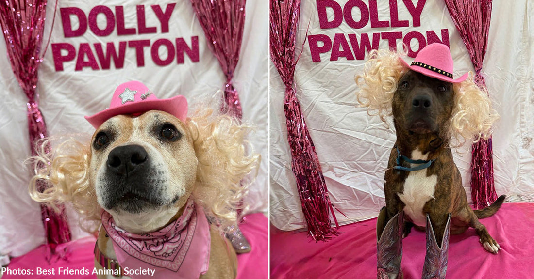 Shelter Dogs "Of Many Colors" Dress Up Like Dolly