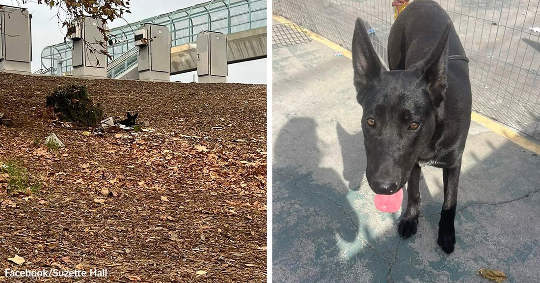 Small black dog peeks out from mulch near a transit station, then stands alert and healthy on a paved surface after rescue.