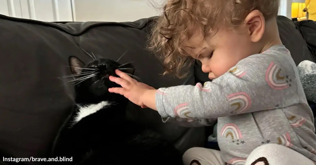 A toddler gently pets a black-and-white cat sitting on a couch, the cat tilting its head up toward the child’s hand.