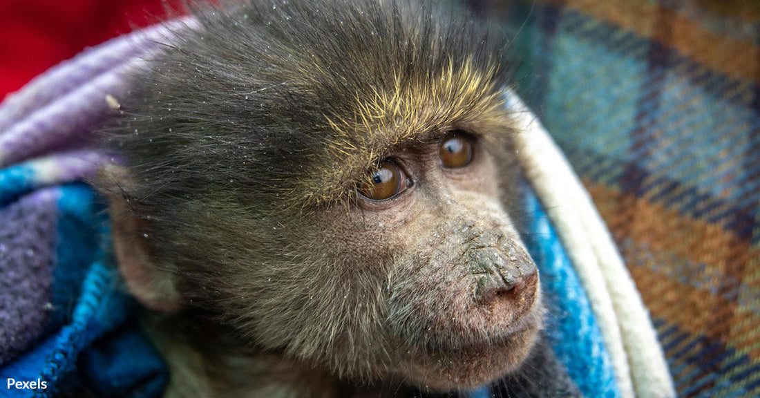 Bonobos Break the Silence of Evolution with Human-Like Speech Patterns