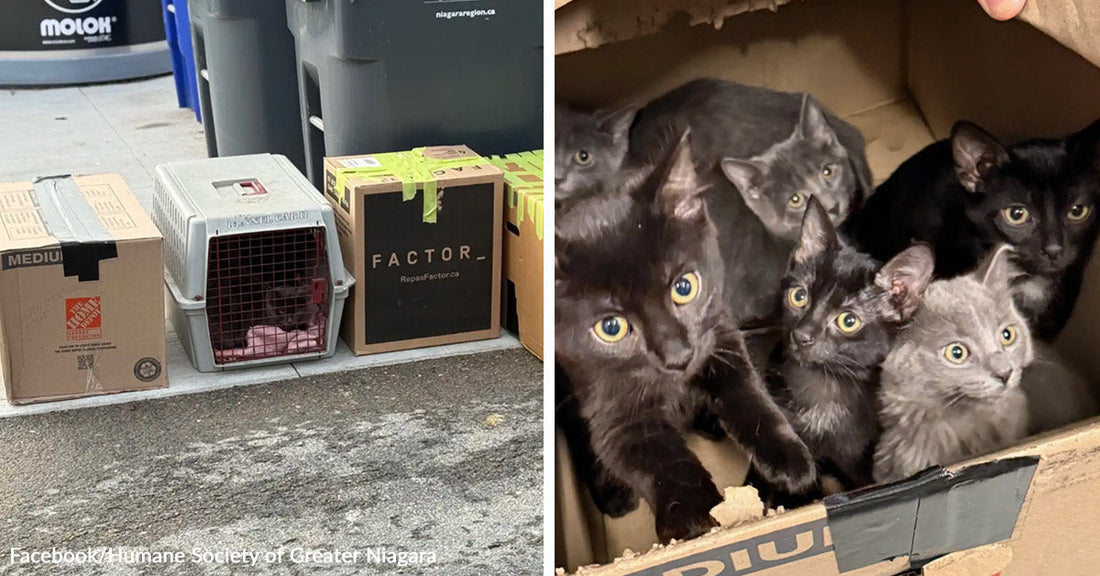 Split image showing pet carriers and taped boxes lined up on a driveway on the left and a box crowded with black and gray kittens on the right.
