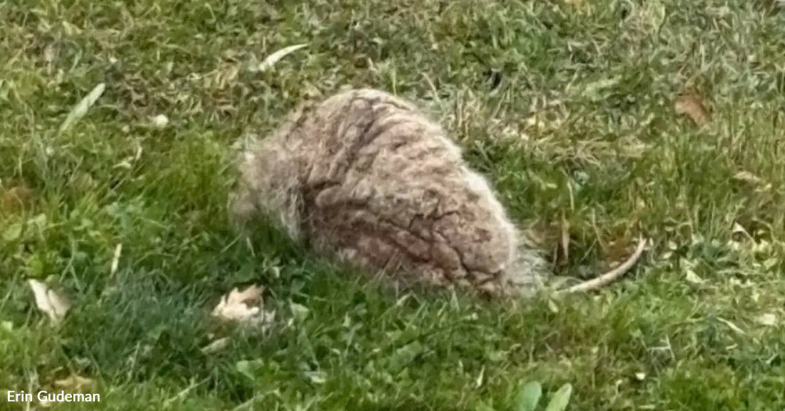 A small, furry animal resting in green grass.