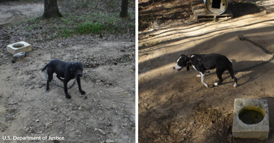 Split image showing two dogs chained separately in a dirt yard near bowls and doghouses.