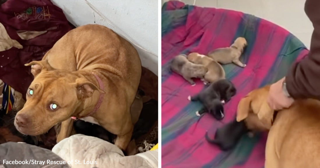 Brown mother dog curls protectively in a cluttered corner, then nurses several newborn puppies on a colorful blanket.