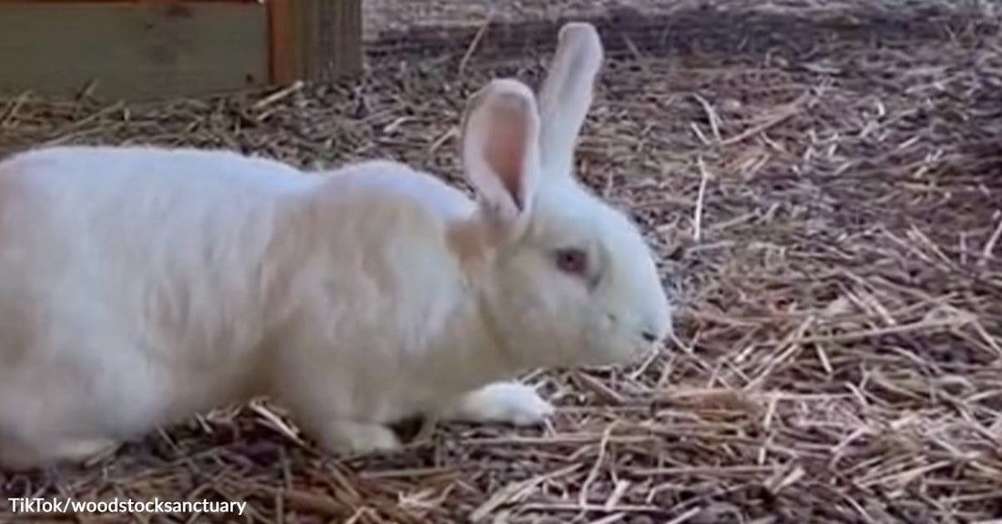White rabbit walking across straw-covered ground inside an enclosure.