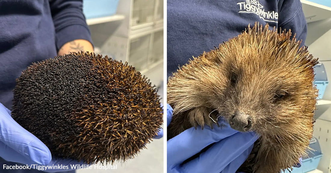 Split image of a rescued hedgehog being held in blue-gloved hands, with one frame showing it curled up and the other showing its face and spines in close view.