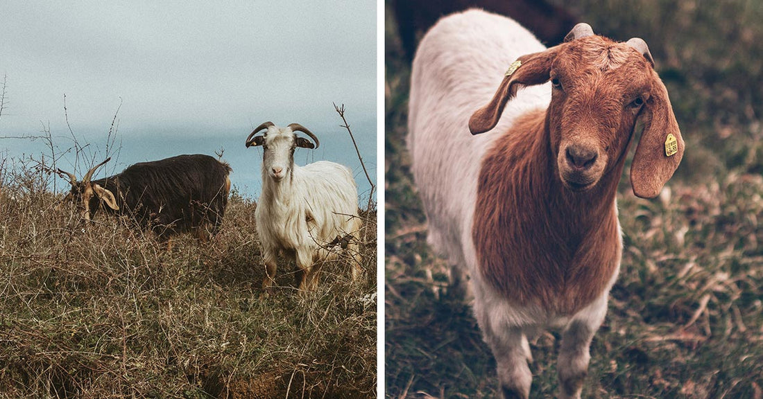 Split image showing goats grazing on a hillside and a close-up of a brown-and-white goat in a field.