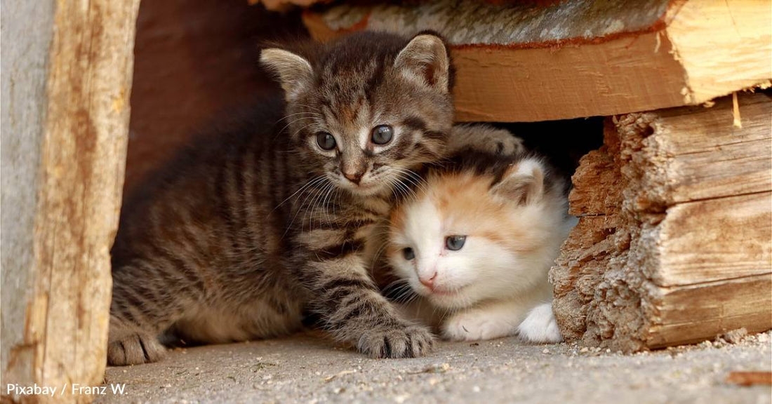 Employee Starts Feeding Stray Cat That Hangs Around the Shop, Then Her Kittens Pop Up