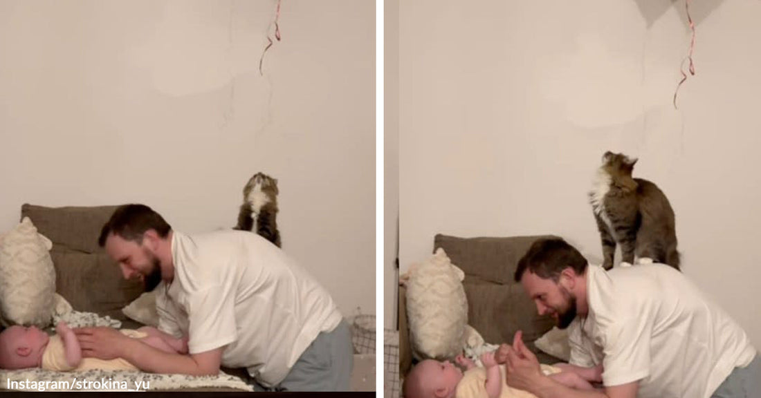 Split image of a man playing with a baby on a couch while a tabby cat balances on the backrest behind him.