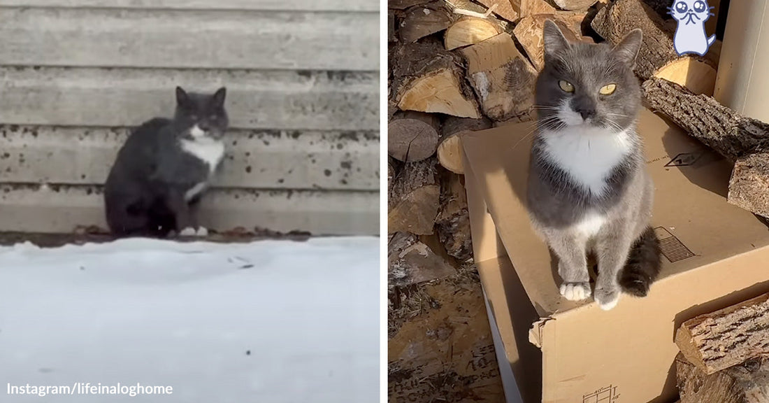 Gray-and-white cat sits alone in the snow by concrete steps in one frame and later sits upright on a cardboard box beside stacked firewood.