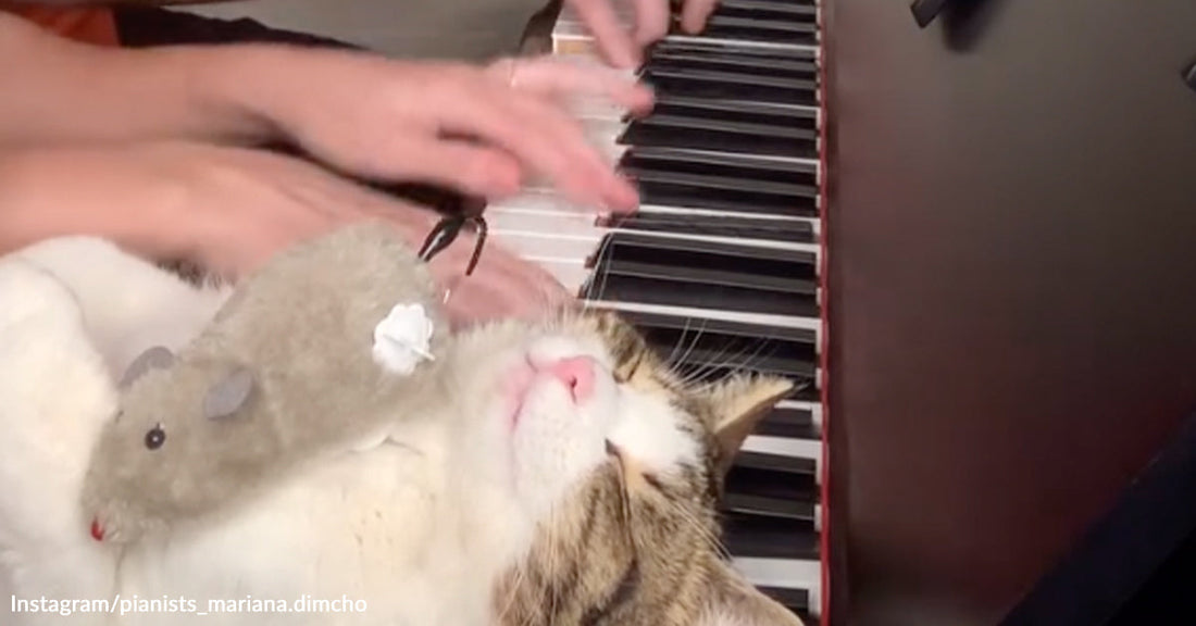 Relaxed tabby-and-white cat lying beside piano keys with a small toy mouse on its chest while hands play above it.