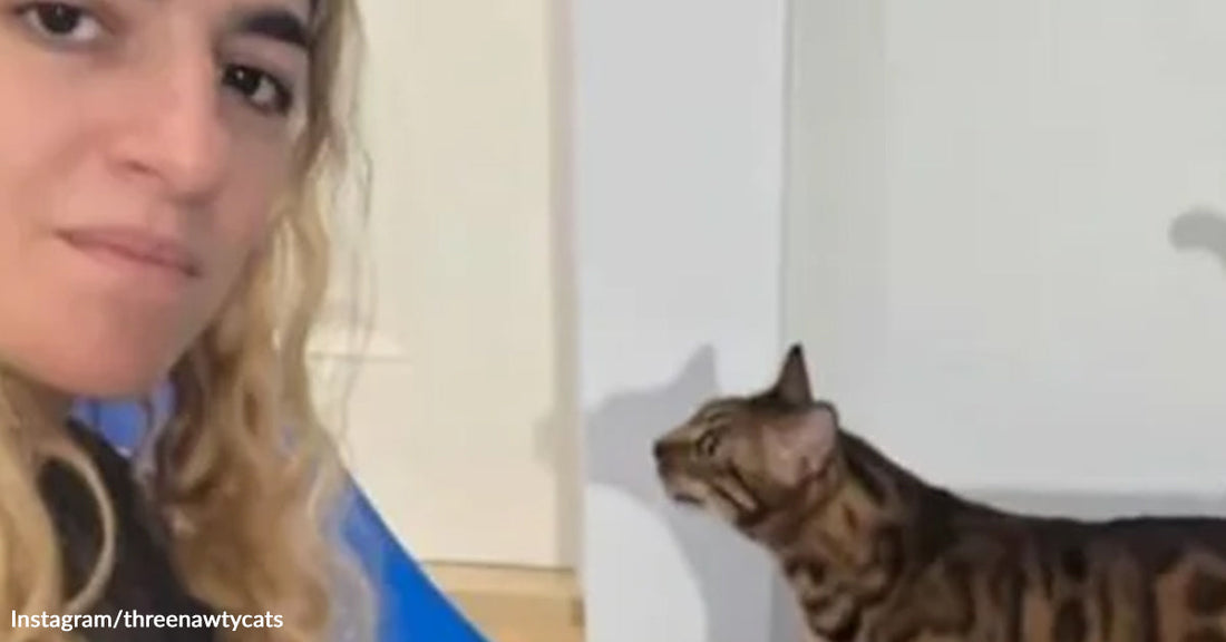 Woman beside a Bengal cat indoors as the cat stares up toward the wall.