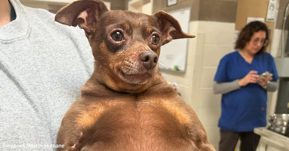 An overweight brown dog sitting up inside a veterinarian's office.