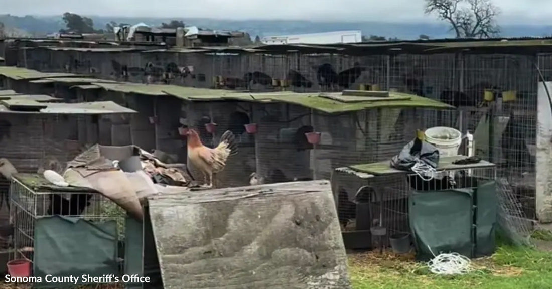 Rows of small wire cages stretch across an outdoor property, with a rooster standing among the structures.
