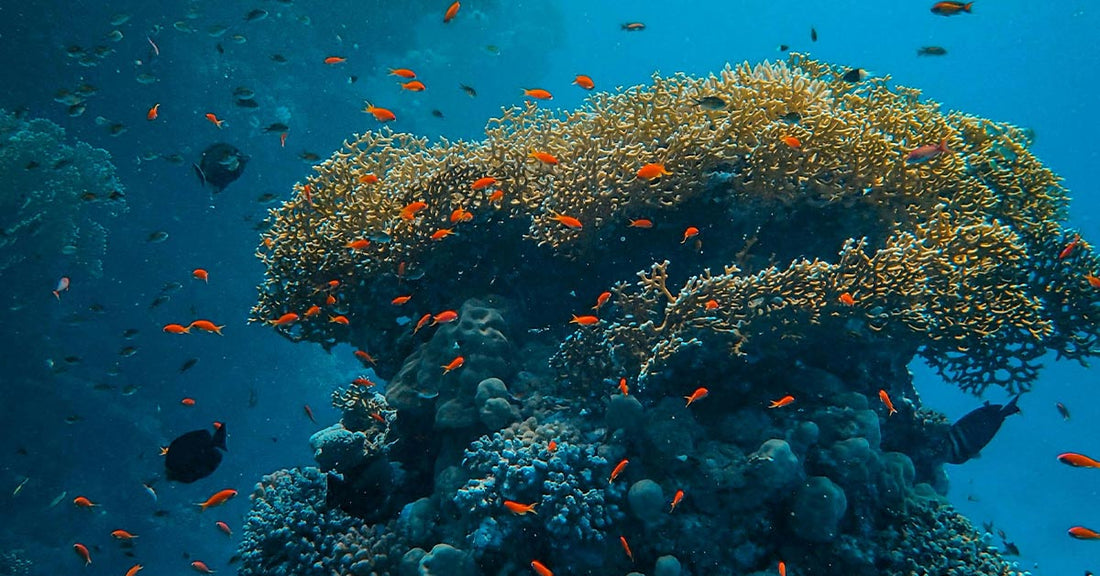 Large coral formation rising from the seafloor, surrounded by dozens of small orange fish swimming in clear blue water.