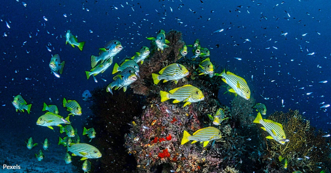 Voracious Coral Predators Threaten Florida Reefs