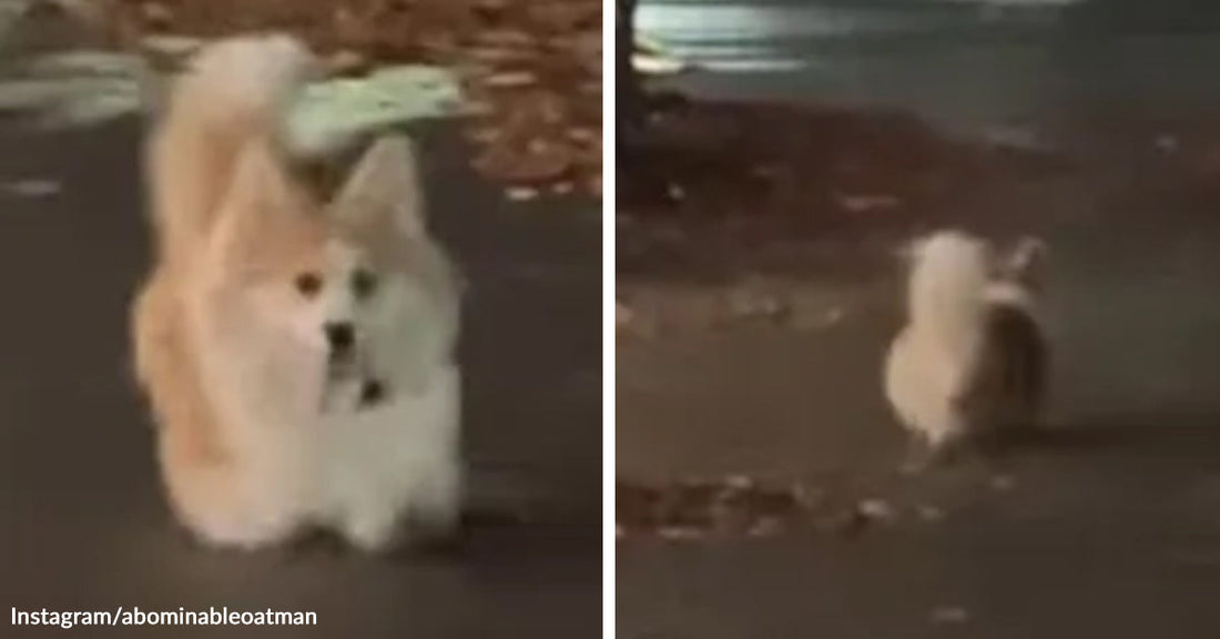 Split image of a tiny fluffy cream-colored dog standing on pavement at night, shown from the front and then from behind.