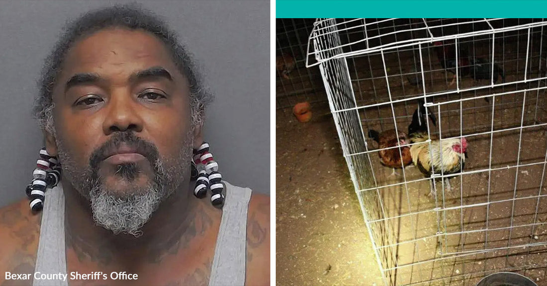 Split image showing a mugshot-style portrait of a man beside two roosters inside a wire enclosure at night.