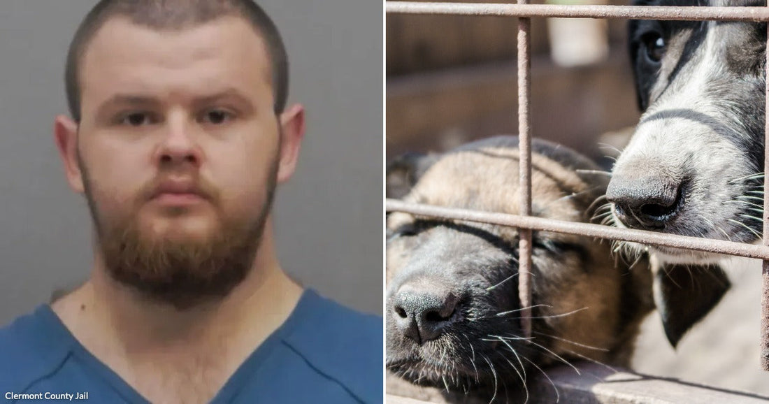 Mugshot of a man against a plain background with a neutral expression. Two dogs pressed against a metal cage, looking out through the bars in a confined space.